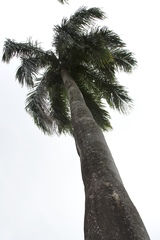 Roystonea borinquena