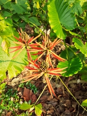 Erythrina variegata