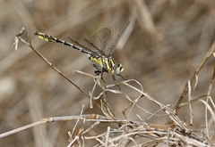 Phanogomphus militaris