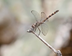 Dythemis nigrescens