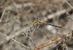 Phanogomphus militaris