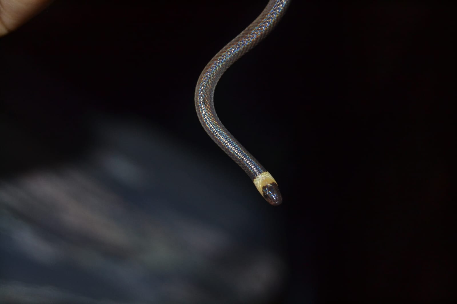 Pacific Longtail Snake, Enulius flavitorques