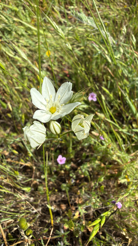 white brodiaea (Triteleia hyacinthina)