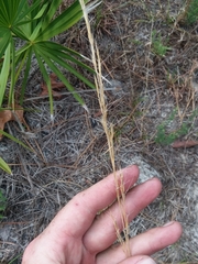 Aristida condensata
