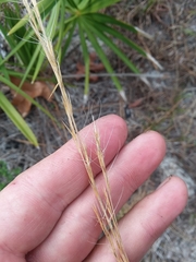 Aristida condensata
