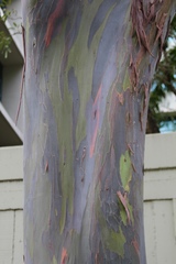 Eucalyptus deglupta