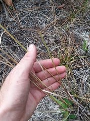 Aristida condensata
