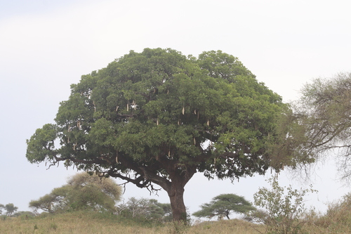 Sausage Tree (Kigelia africana)