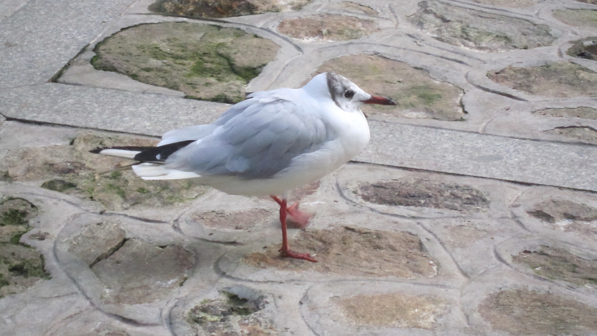 Black-headed Gull