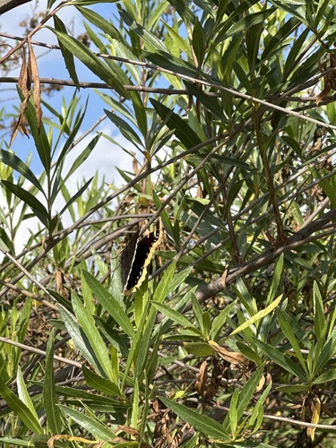 iNaturalist observation photo of Mourning Cloak