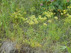 Lomatium triternatum