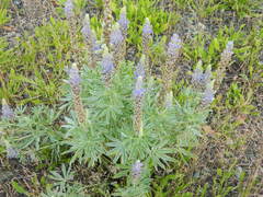 Lupinus leucophyllus