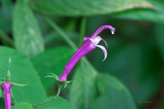 Siphocampylus cordatus