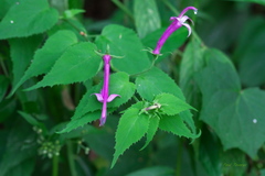 Siphocampylus cordatus