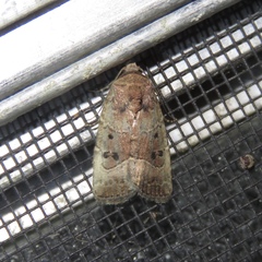 Elaphria fuscimacula