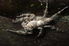 Phaeacius malayensis