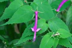 Siphocampylus cordatus