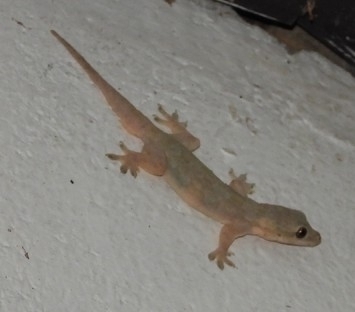 Flat-tailed House Gecko