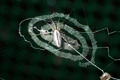Cyclosa confraga