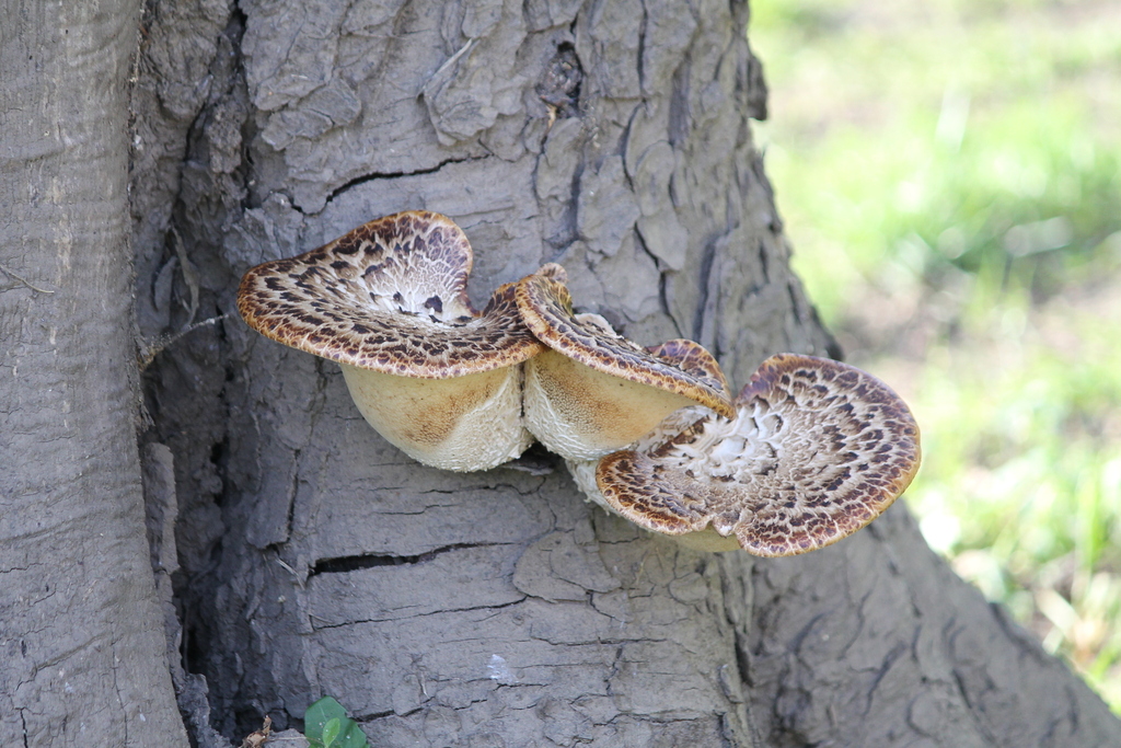 Cerioporus squamosus · April 2026 · photo: © rosiebibby (iNaturalist, cc0)