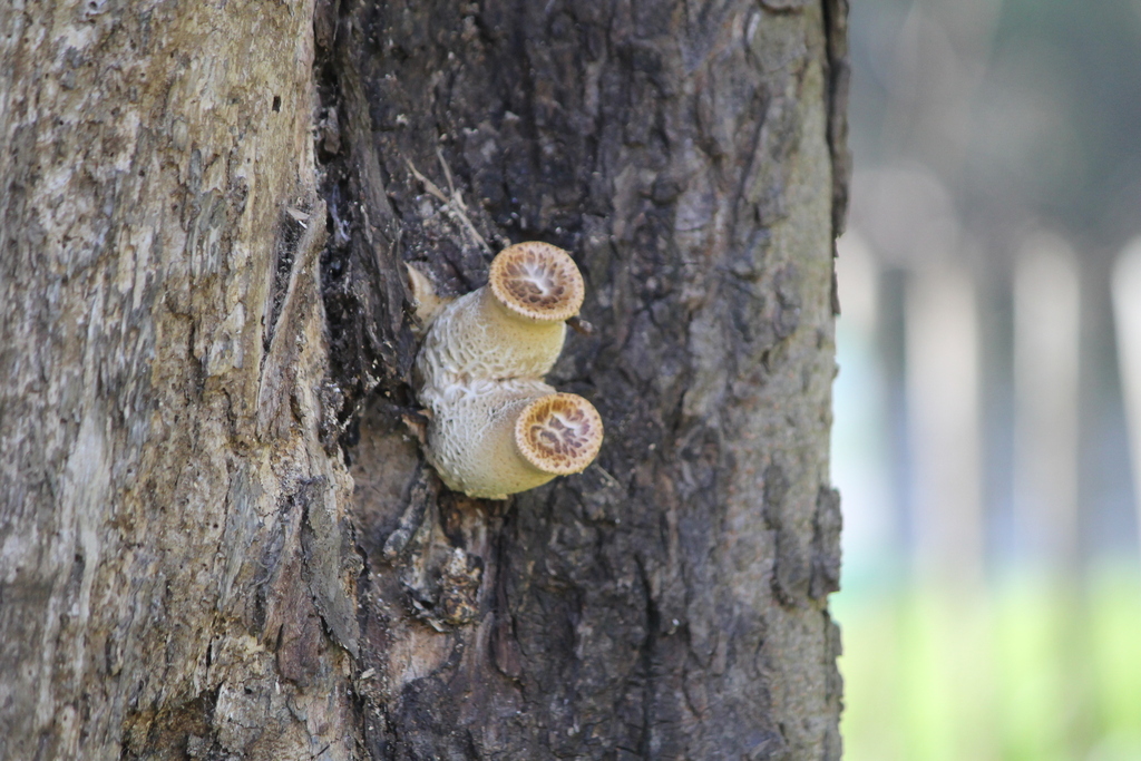 Cerioporus squamosus · April 2026 · photo: © rosiebibby (iNaturalist, cc0)