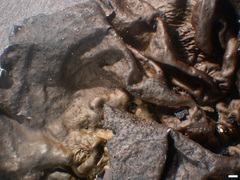 Lasallia caroliniana