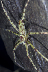 Heteropoda boiei