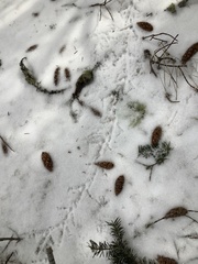 Dendragapus obscurus