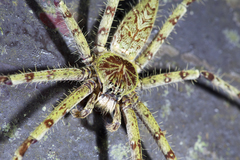 Heteropoda boiei