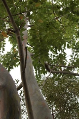Eucalyptus deglupta