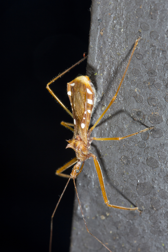 Epidaus latispinus
