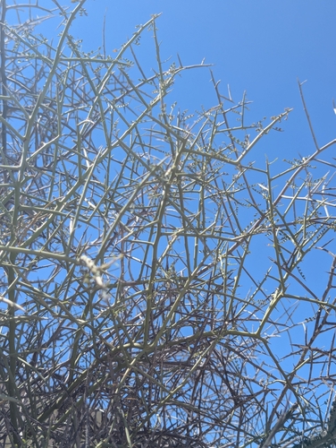 little-leaved palo verde (Parkinsonia microphylla)