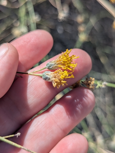 Sweetbush (Bebbia juncea)