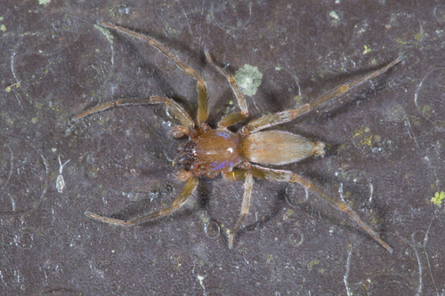 malaysian tarantula