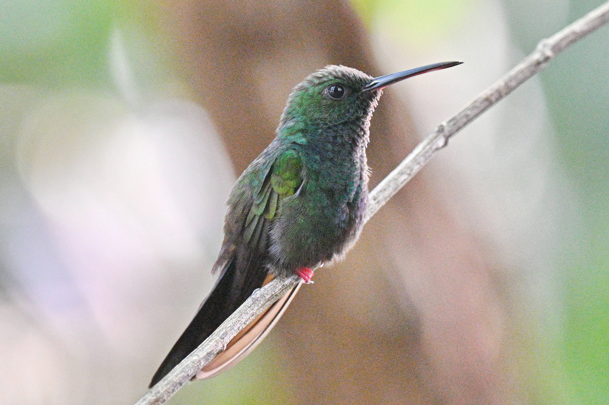 Bronze-tailed Plumeleteer (Chalybura urochrysia), photo 5