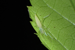 Nusatidia borneensis