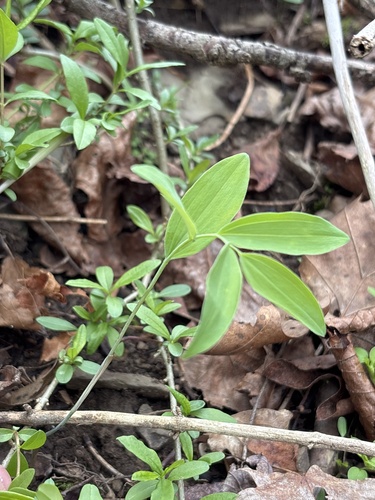 hairy Solomon's-seal (Polygonatum pubescens)