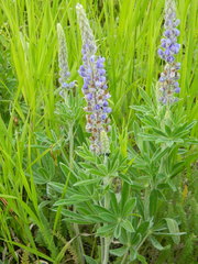 Lupinus leucophyllus