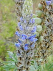 Lupinus leucophyllus
