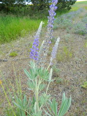 Lupinus leucophyllus