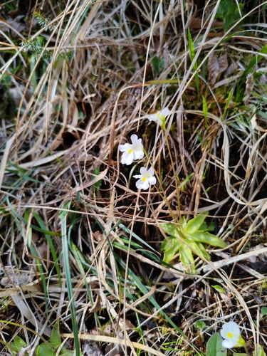 Alpine butterwort