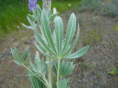 Lupinus leucophyllus