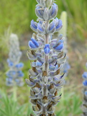 Lupinus leucophyllus