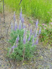 Lupinus leucophyllus
