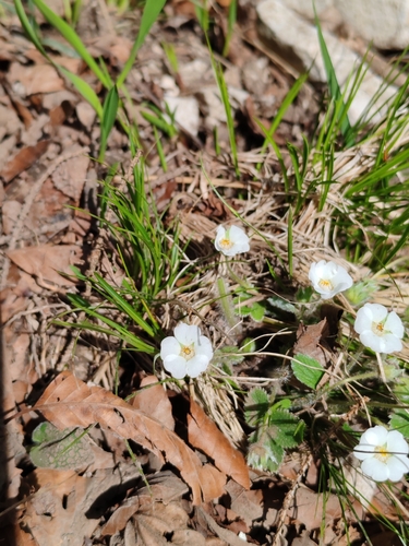 carniolan cinquefoil (Potentilla carniolica)