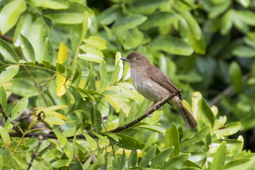 Cream-eyed Bulbul photo