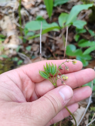 Bishop's Hat (Epimedium alpinum)