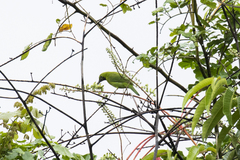 Chloropsis cyanopogon