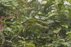 Chloropsis cyanopogon