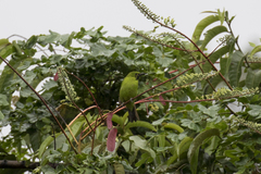 Chloropsis cyanopogon